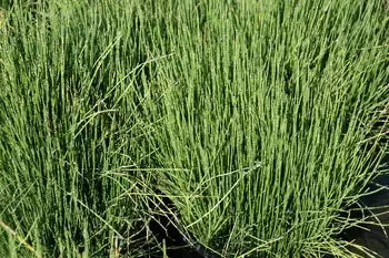Equisetum scirpoides “Dwarf Horsetail”