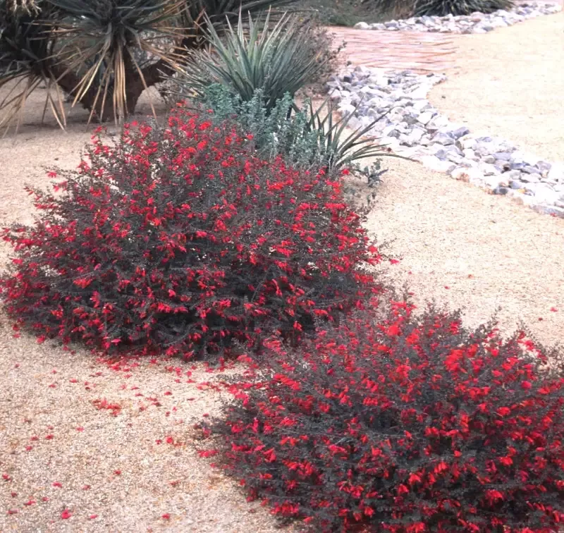Eremophila maculata ‘Valentine’