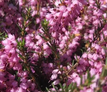 Erica x darleyensis ‘Mediterranean Pink’ Heather