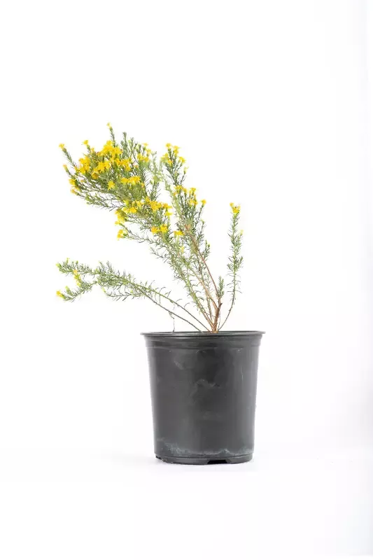 Ericameria laricifolia – Turpentine Bush