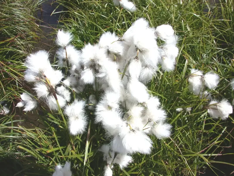 Eriophorum angustifolium “Cotton Grass”