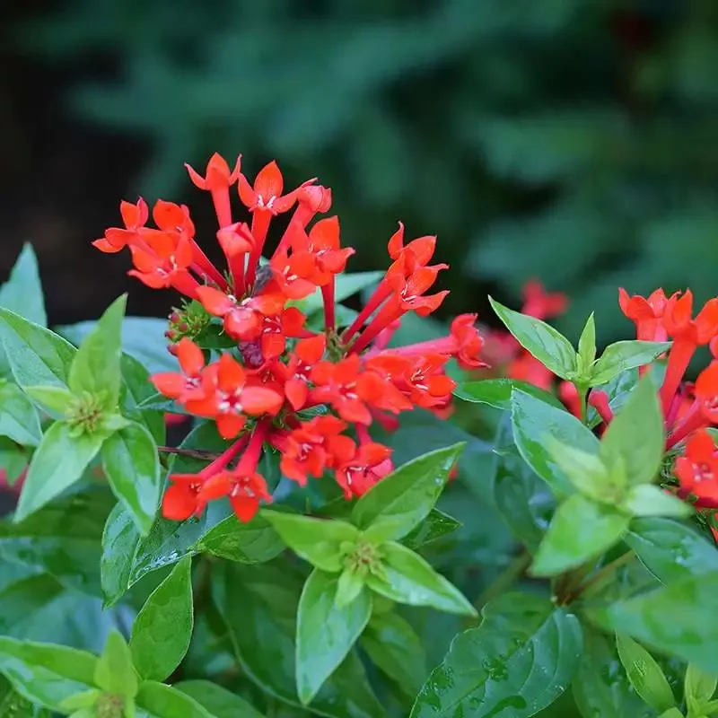 Estrellita™ Scarlet Firecracker Bush (Bouvardia)