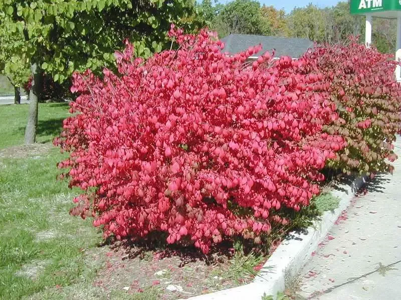 Euonymus alatus ‘Compactus’