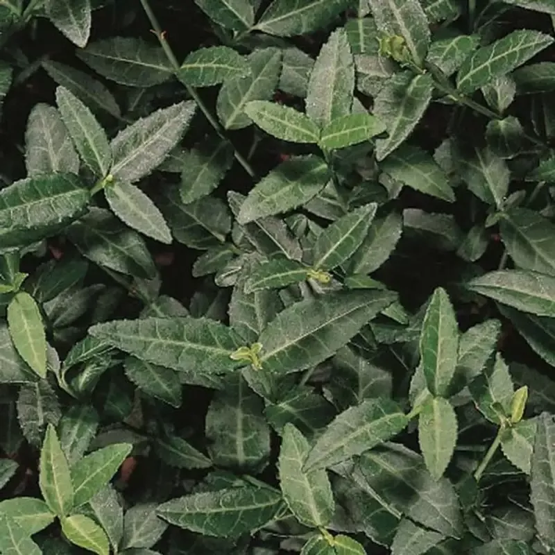 Euonymus Fortunei ‘Acutus’ Wintercreeper – [CG]