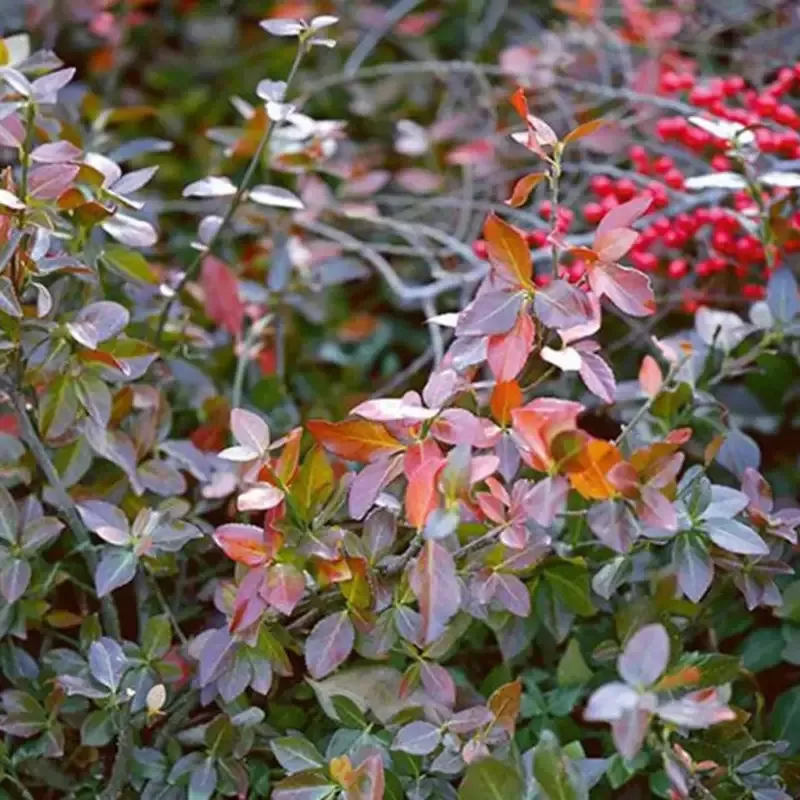 Euonymus Fortunei ‘Coloratus’ Purple Wintercreeper – [CG]