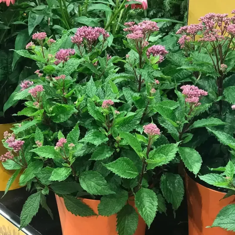 Eupatorium purpureum ‘Euphoria Ruby’ Joe Pye Weed
