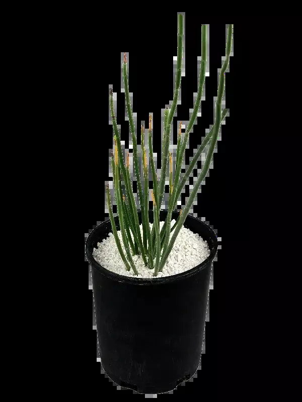 Euphorbia antisyphilitica – Candelilla
