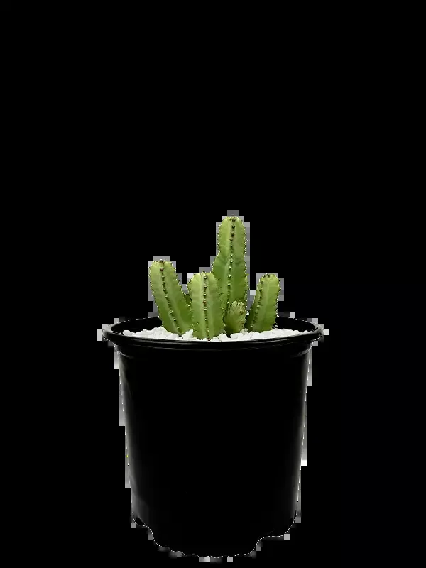 Euphorbia resinifera – Moroccan Mound
