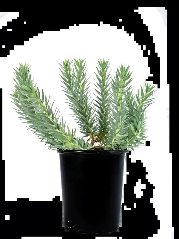 Euphorbia rigida – Gopher Plant