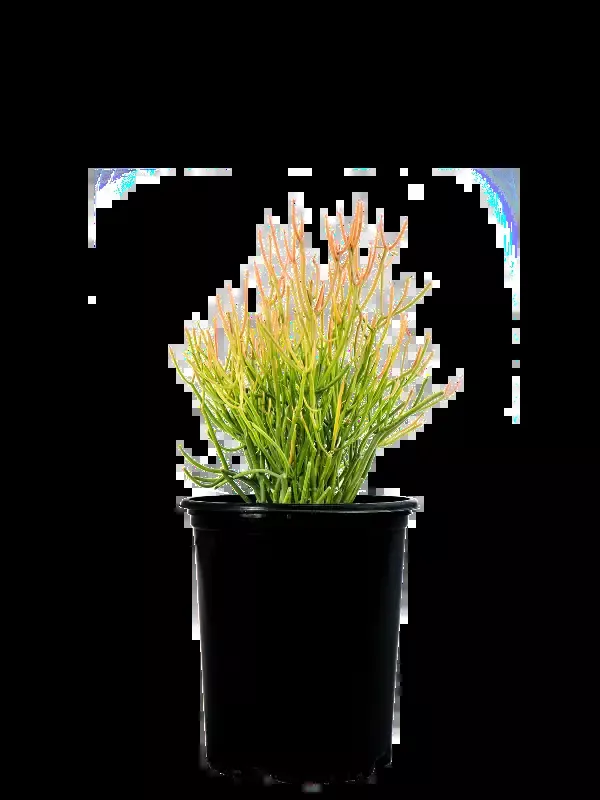 Euphorbia tirucalli ‘Firestick’ – Sticks on Fire