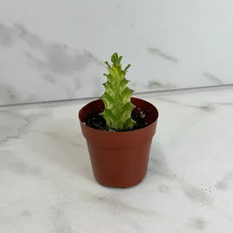 Euphorbia Trigona Mint Creme, 2″ Plant