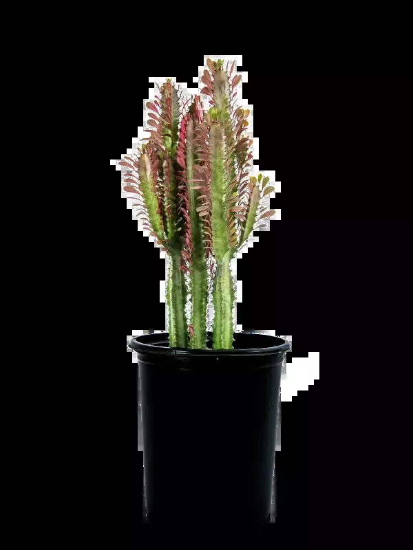 Euphorbia trigona ‘rubra’ – Ruby Red Trigona