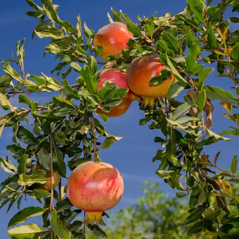Eversweet Pomegranate
