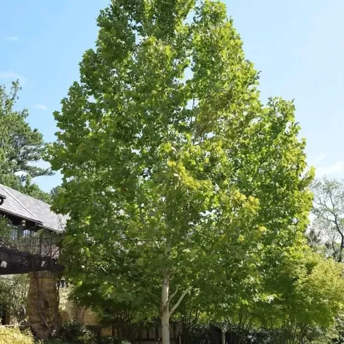 Exclamation Sycamore Tree