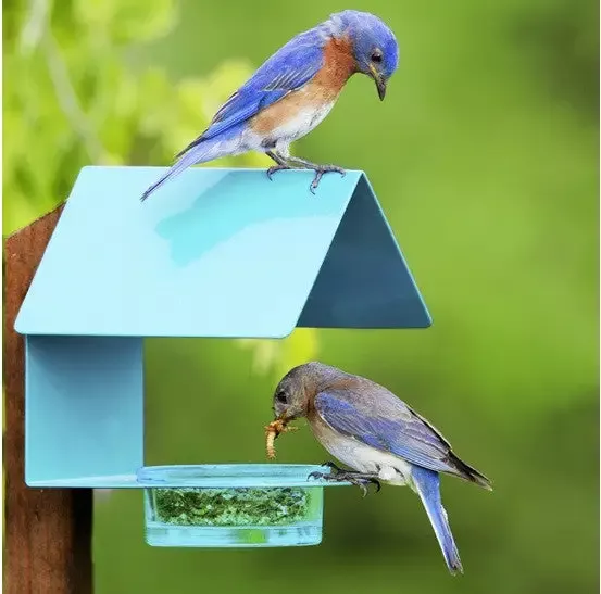 Fence-Post Bluebird Feeder- Blue or Orange