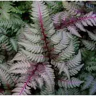 Fern – Japanese Regal Red