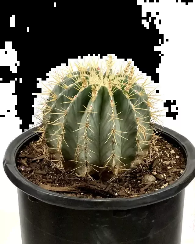 Ferocactus glaucescens – Blue Barrel Cactus