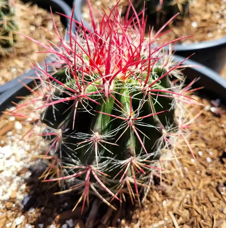 Ferocactus pringlei – Mexican Fire Barrel Cactus