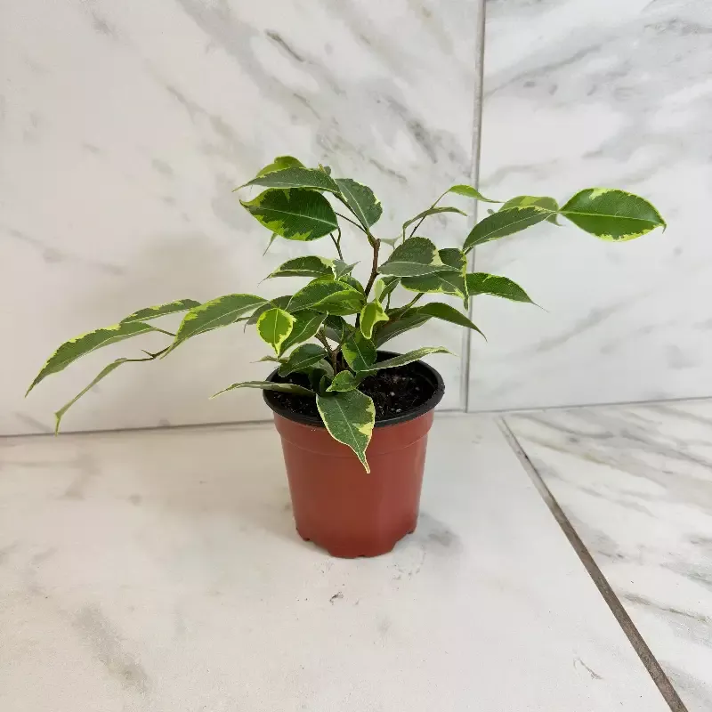 Ficus Weeping Benjamina Variegated, 4″ Plant