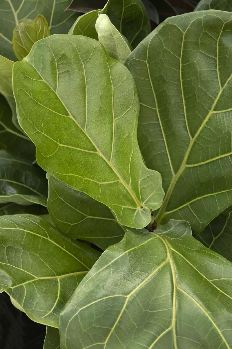 Fiddle Leaf Fig 'Ficus Lyrata'
