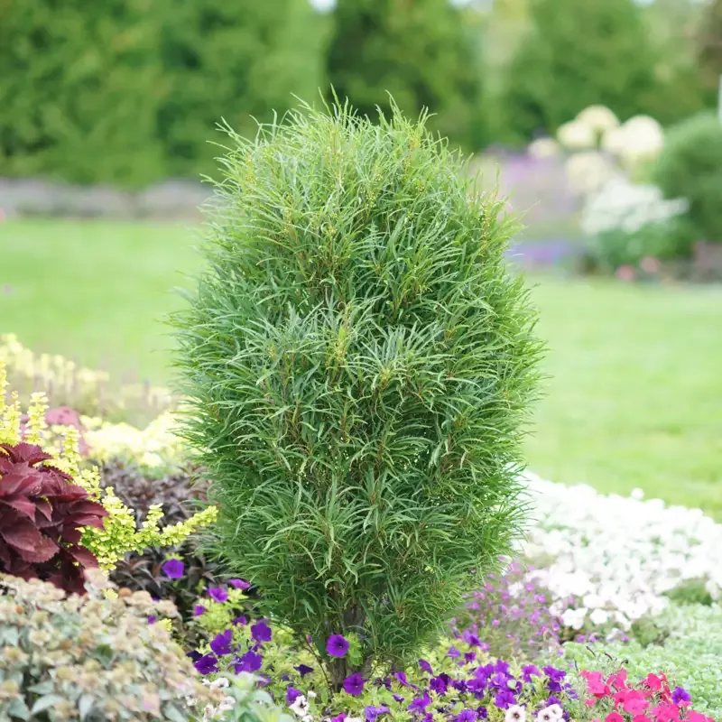 Fine Line™ Rhamnus