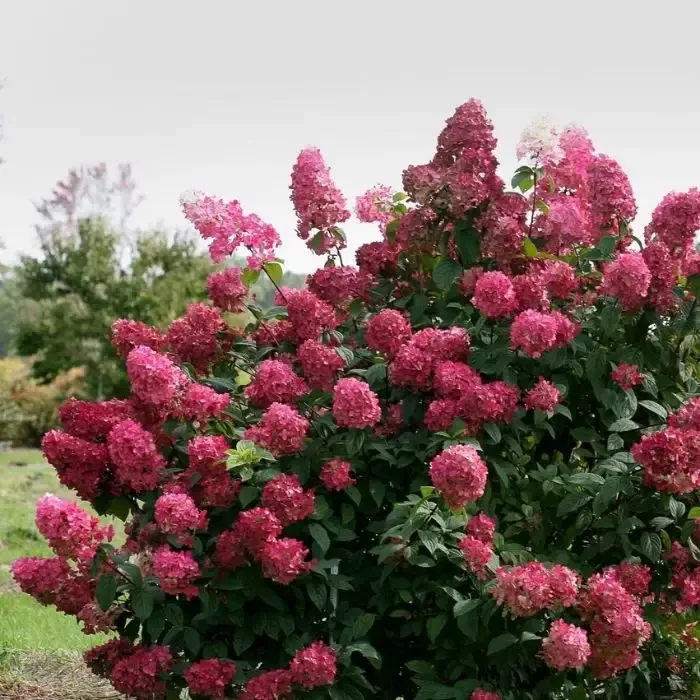 Fire Light™ Hydrangea