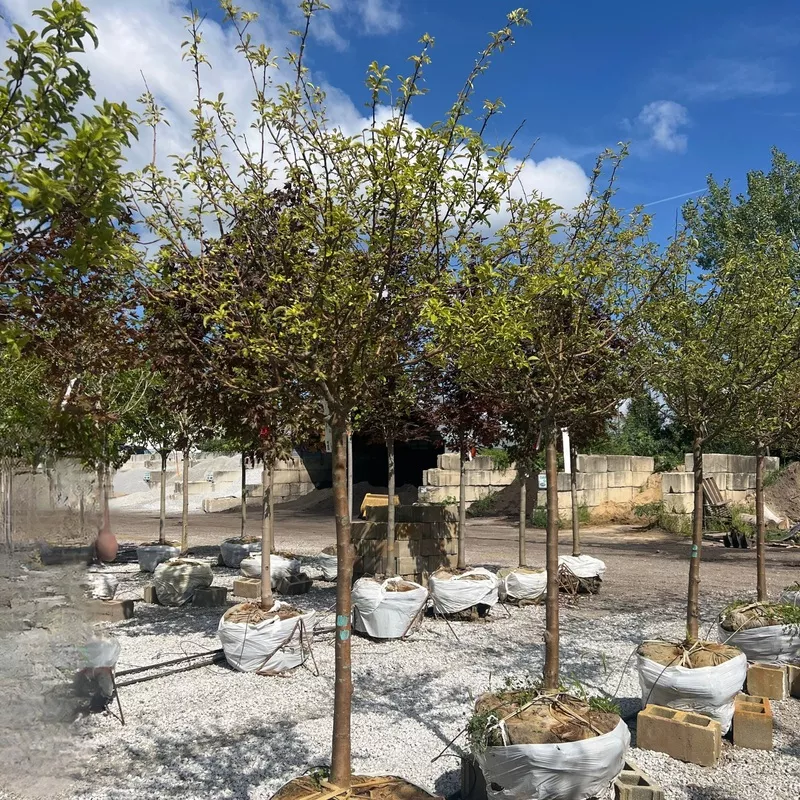 ‘Firebird’ Crabapple Tree, 2″ Caliper