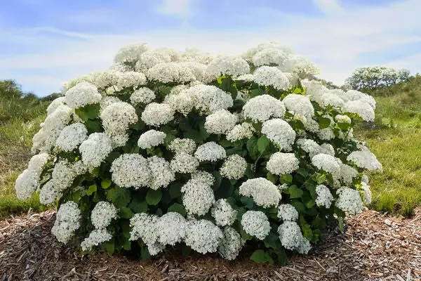 First Editions™ FlowerFull™ Smooth Hydrangea (Forced Bloom)
