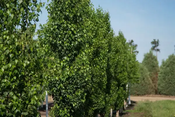 First Editions™ Parkland Pillar™ Birch 10 Gallon