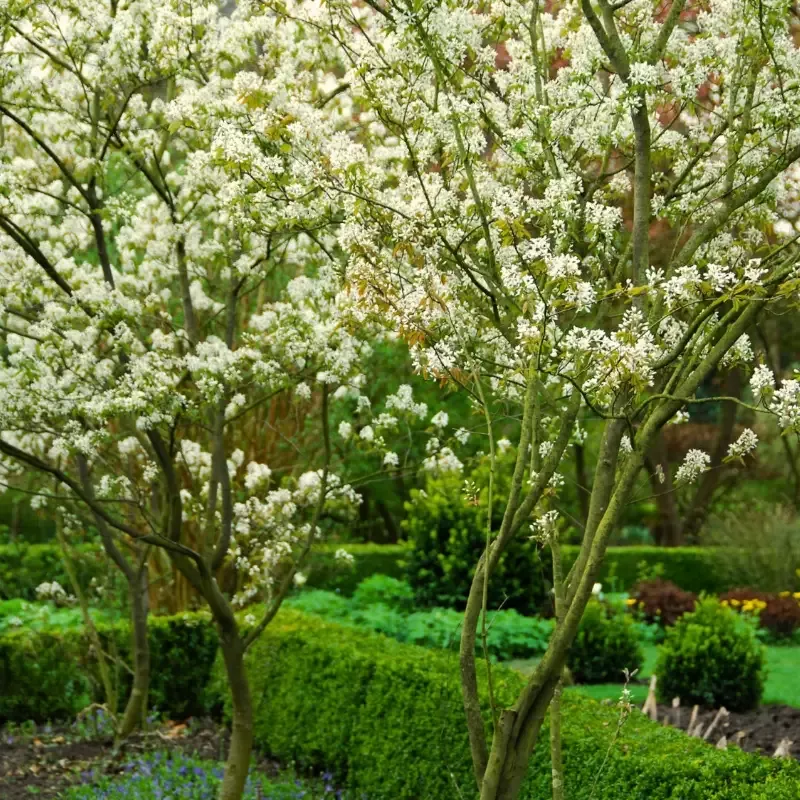 First Editions™ Standing Ovation™ Serviceberry