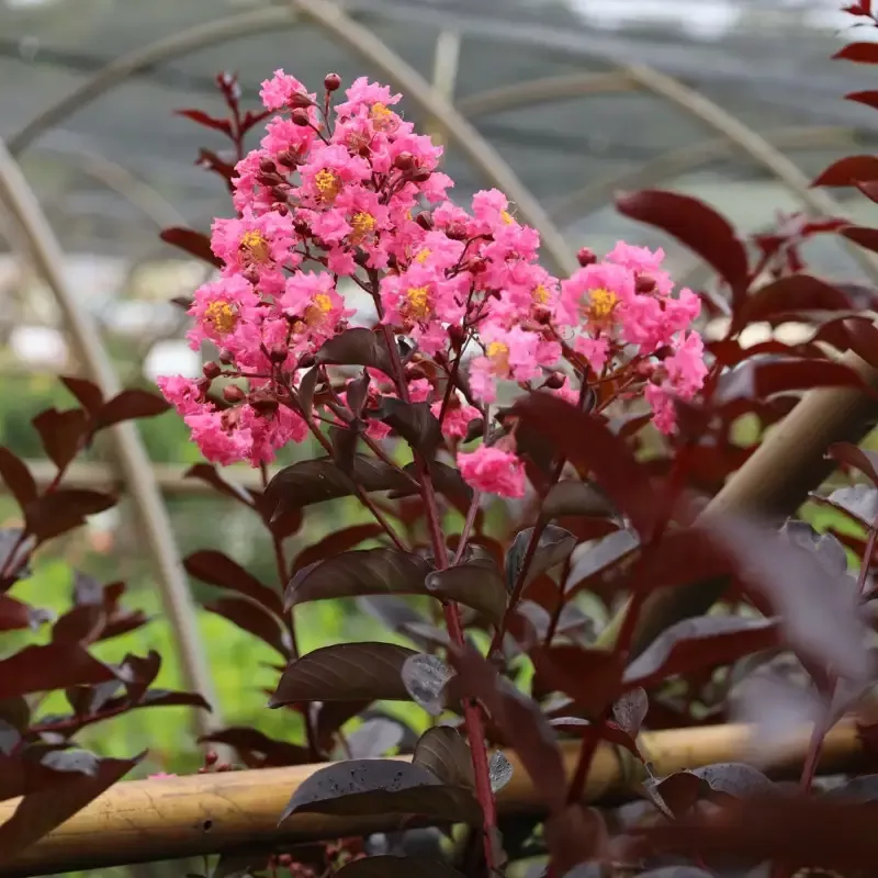 First Editions™ Twilight Magic™ Crape Myrtle