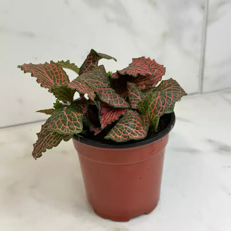 Fittonia Verschaffeltii Red Nerve Plant, 4″ Plant