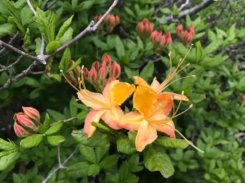 Flame Azalea, Rhododendron calendulaceum