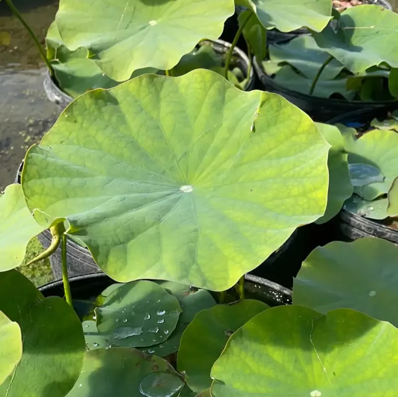 Flame Clouds – Lotus
