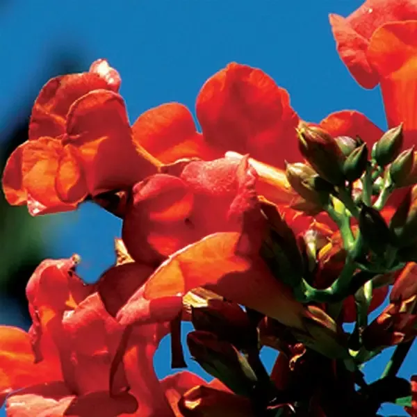 Flamenco Trumpet Vine (Campsis)