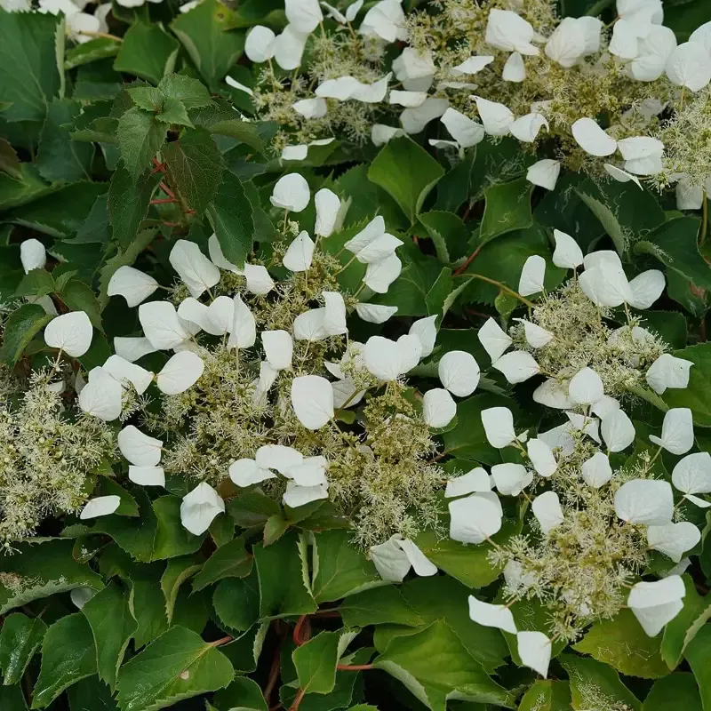 Flirty Girl™ False Hydrangea Vine (Schizophragma)