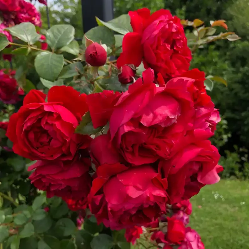 Florentina™ Climbing Rose