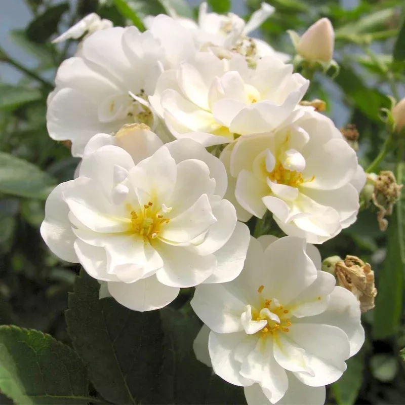 Floribunda - Gourmet Popcorn Rose