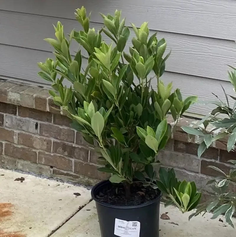 Forest Green Ocala Anise