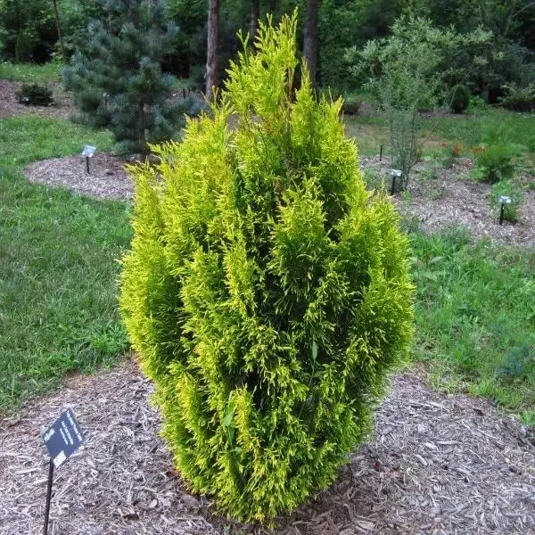 Forever Goldy™ Arborvitae