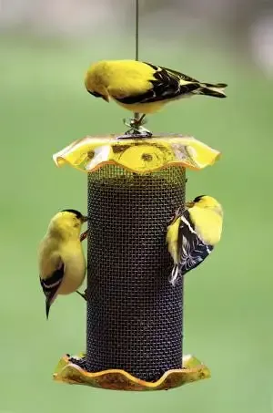 Forever Thistle Feeder-1 Qt