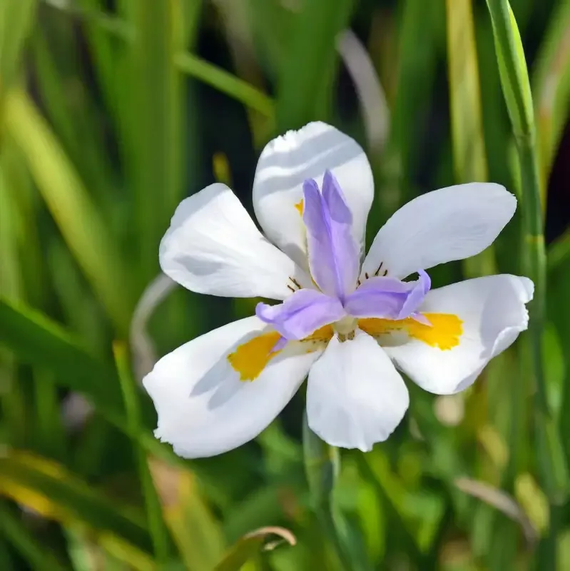 Fortnight Lily