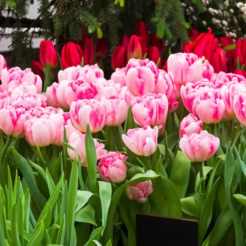 ‘Foxtrot’ Double Early Tulip