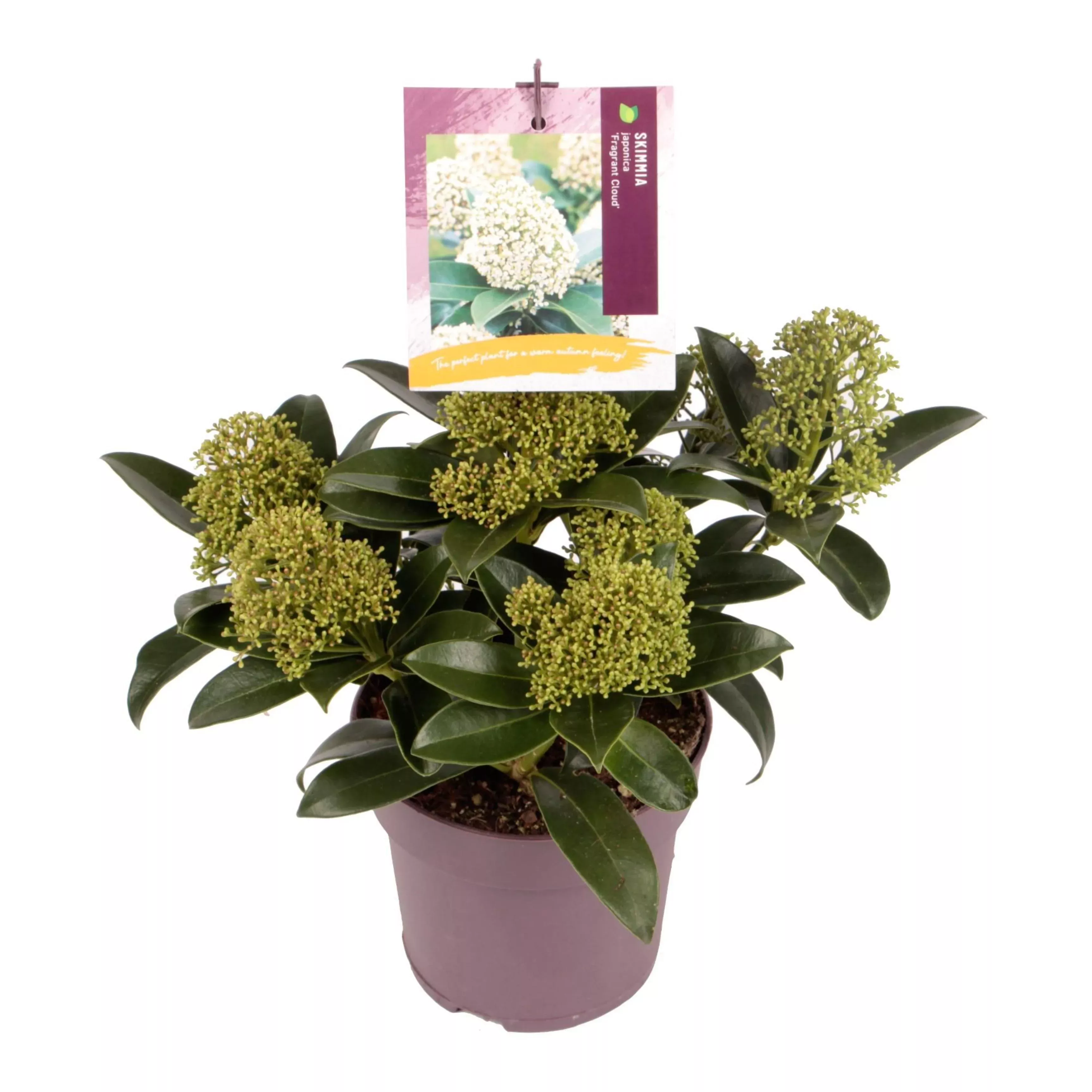 Fragrant Cloud Japanese Skimmia