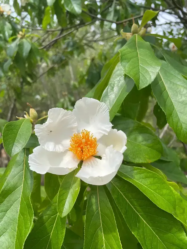 Franklin Tree, Franklinia alatamaha