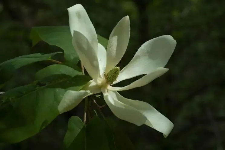 Fraser magnolia, Magnolia fraseri