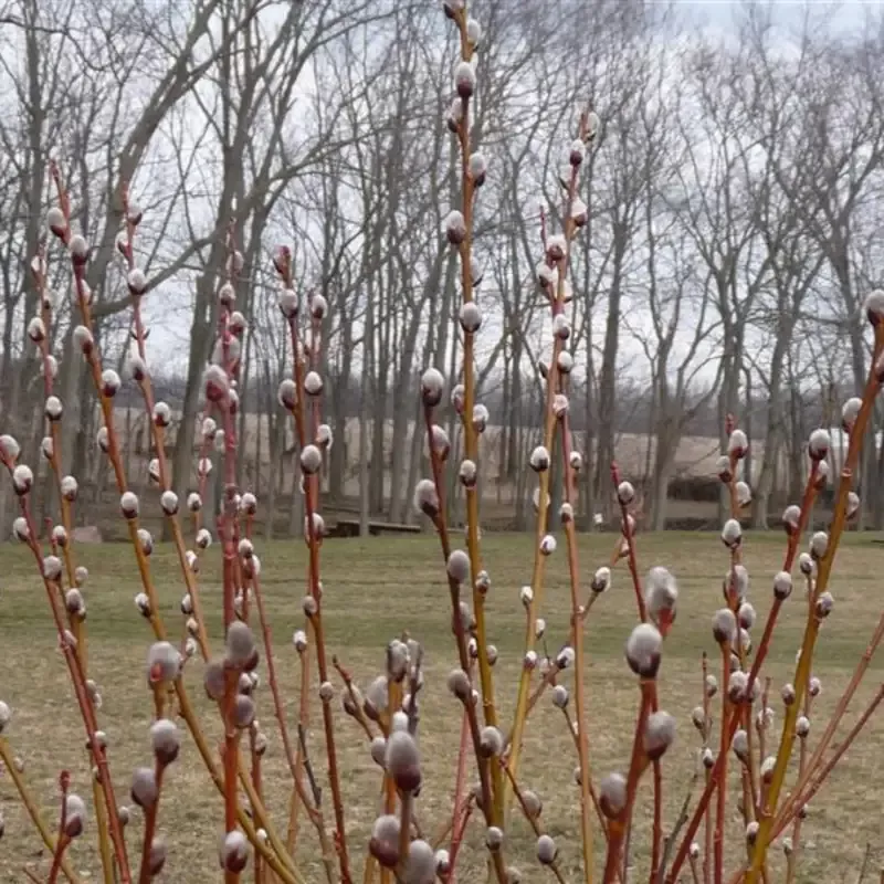 French Pussy Willow