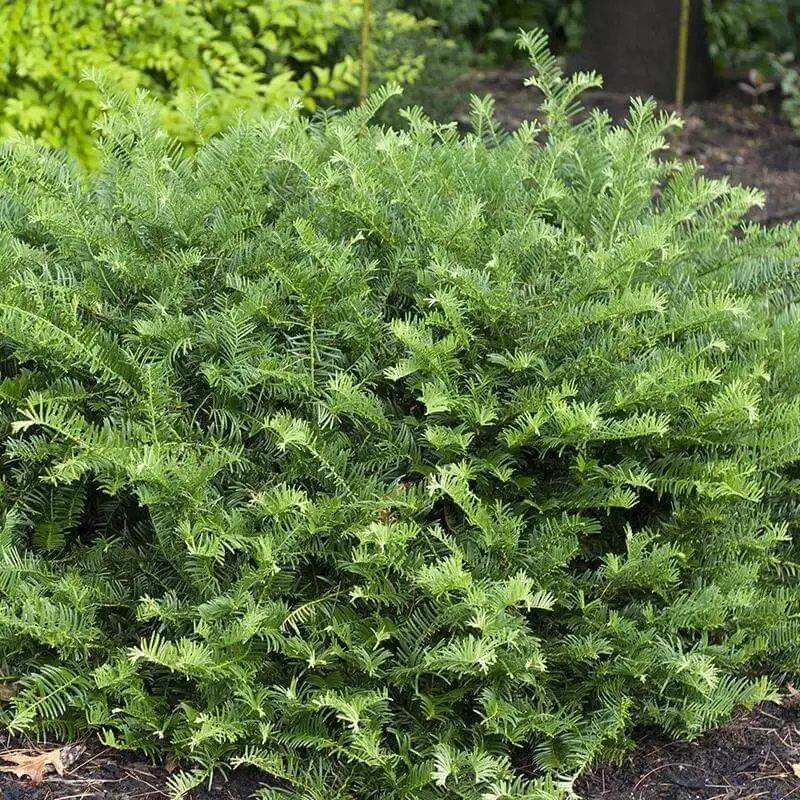 ‘Fritz Huber’ Plum Yew