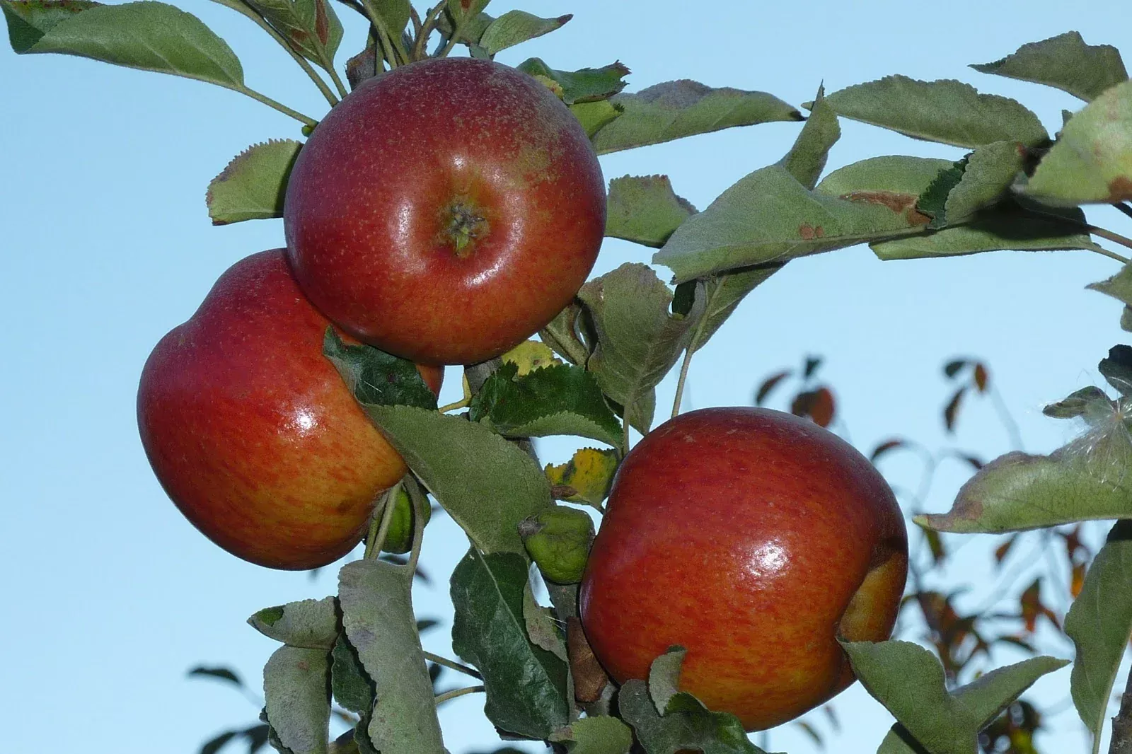 Fruit-Apple-Spitzenberg semi-dwf#7