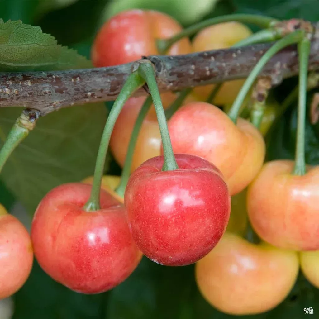 Fruit-Cherry-Rainer #7